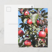 Apple Orchard Briefkaart (Voorkant / Achterkant)