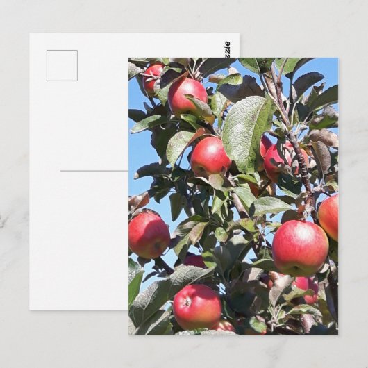 Apple Orchard Briefkaart (Voorkant / Achterkant)