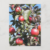 Apple Orchard Briefkaart (Voorkant)