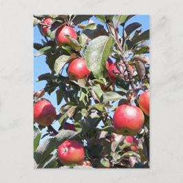 Apple Orchard Briefkaart