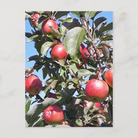 Apple Orchard Briefkaart (Voorkant)