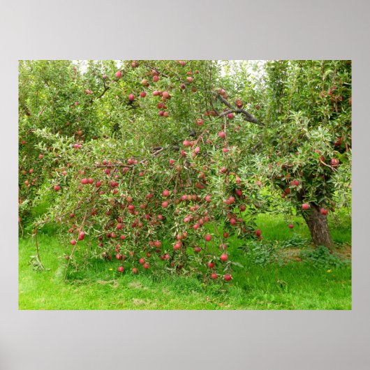 Apple Orchard Poster (Voorkant)
