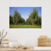 Apple Orchard Poster (Keuken)
