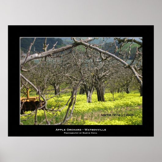 "Apple Orchard - Watsonville" Poster (Voorkant)