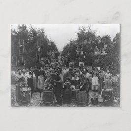 Apple Picking in Berkeley County, West Virginia Briefkaart