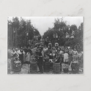 Apple Picking in Berkeley County, West Virginia Briefkaart