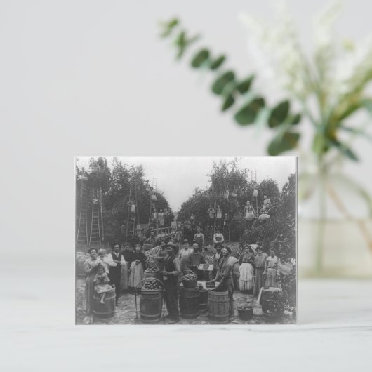 Apple Picking in Berkeley County, West Virginia Briefkaart (Staand voorkant)