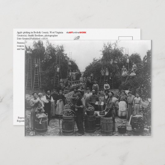 Apple Picking in Berkeley County, West Virginia Briefkaart (Voorkant / Achterkant)