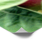 Apple Picking Poster (Hoek)