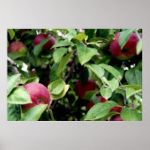 Apple Picking Poster (Voorkant)