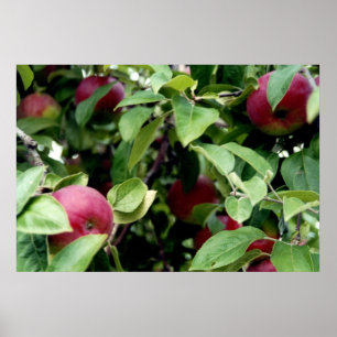 Apple Picking Poster