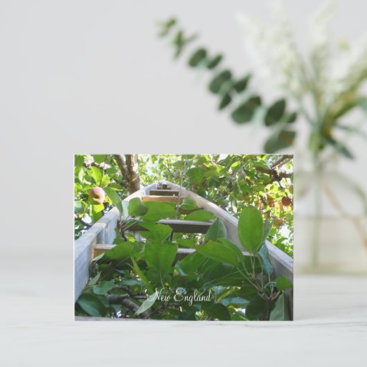 Apple-plukken in New England Briefkaart (Staand voorkant)