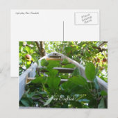 Apple-plukken in New England Briefkaart (Voorkant / Achterkant)