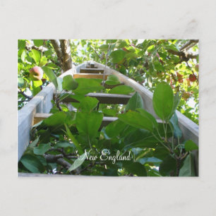 Apple-plukken in New England Briefkaart