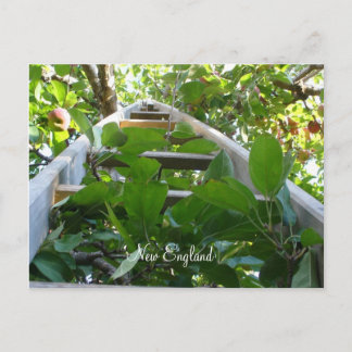 Apple-plukken in New England Briefkaart