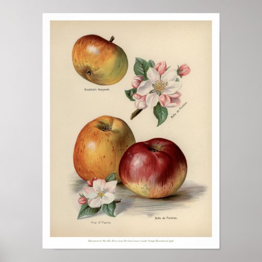 Apple - Poster voor fruit (Voorkant)