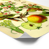 Apple (Pyrus malus) Poster (Hoek)