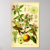 Apple (Pyrus malus) Poster (Voorkant)