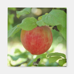 Apple Red Annanas - magneet