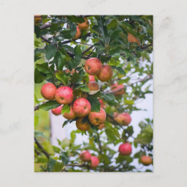 Apple Sauce Recept Briefkaart