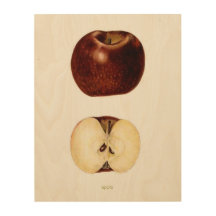 Apple Slice 11 x 14 inch