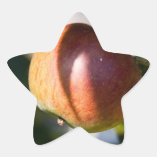 Apple Ster Sticker
