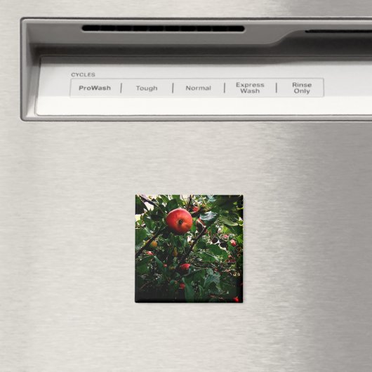 Apple-structuur Magneet (Insitu (Vaatwasser))