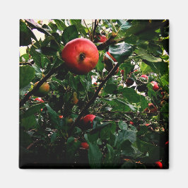 Apple-structuur Magneet