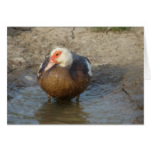 Apple the Muscovy Hen (Voorkant Horizontaal)