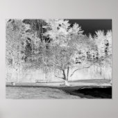 Apple Tree - B&W Poster (Voorkant)