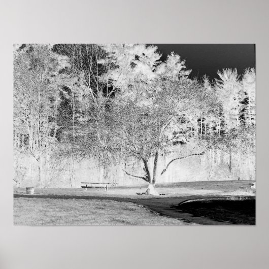 Apple Tree - B&W Poster (Voorkant)