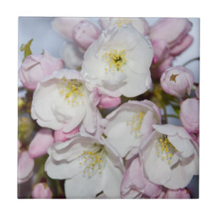 Apple Tree-bloemen op een blauwe hemel Tegeltje