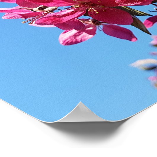 Apple tree blooming. Roze bloemen. Poster (Hoek)