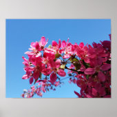 Apple tree blooming. Roze bloemen. Poster (Voorkant)