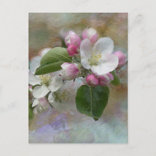 Apple Tree Blossom Briefkaart (Voorkant)