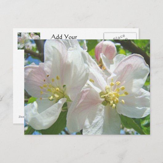 Apple Tree Blossom Flowers briefkaarten Spring Flo (Voorkant / Achterkant)