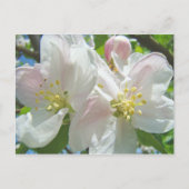 Apple Tree Blossom Flowers briefkaarten Spring Flo (Voorkant)