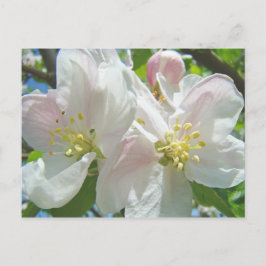 Apple Tree Blossom Flowers briefkaarten Spring Flo