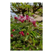 Apple tree blossom perfect poster (Voorkant)