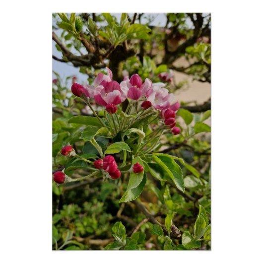 Apple tree blossom perfect poster (Voorkant)