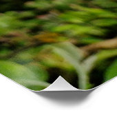 Apple tree blossom perfect poster (Hoek)