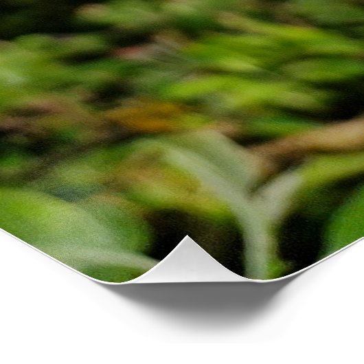 Apple tree blossom perfect poster (Hoek)