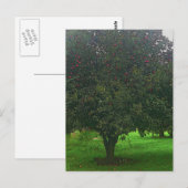 Apple Tree Briefkaart (Voorkant / Achterkant)