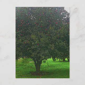 Apple Tree Briefkaart