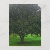 Apple Tree Briefkaart (Voorkant)