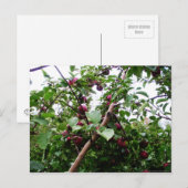 Apple Tree Briefkaart (Voorkant / Achterkant)