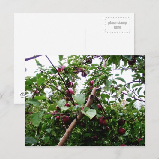 Apple Tree Briefkaart (Voorkant / Achterkant)