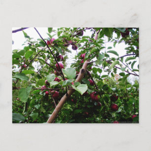 Apple Tree Briefkaart