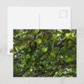 Apple Tree Briefkaart (Voorkant / Achterkant)