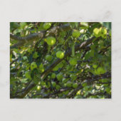 Apple Tree Briefkaart (Voorkant)